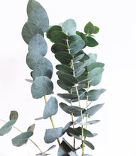 Load image into Gallery viewer, Essential Oil Pure Eucalyptus Essential Oils Living Green Decor