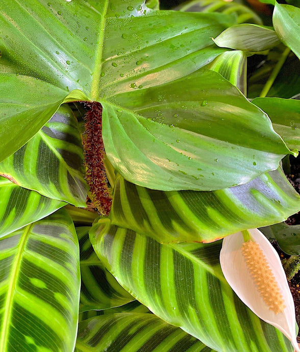 How Indoor Plants Promote Health