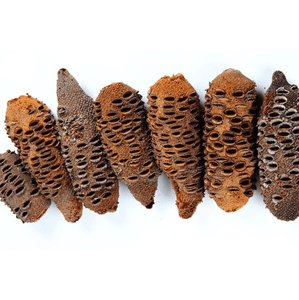 Banksia Seed Pods Wooden items Living Green Decor 