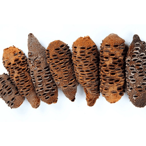 Banksia Seed Pods Wooden items Living Green Decor 