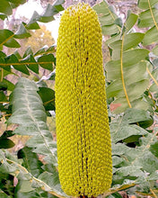 Load image into Gallery viewer, Banksia Seed Pods Wooden items Living Green Decor 
